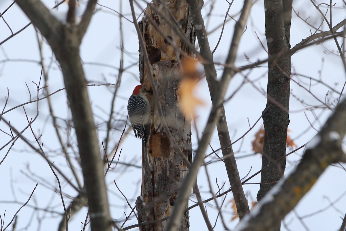 Red-bellied Woodpecker - ML293693631