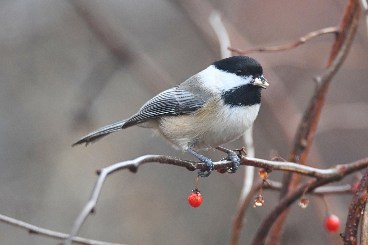 Black-capped Chickadee - Michael  Aronson