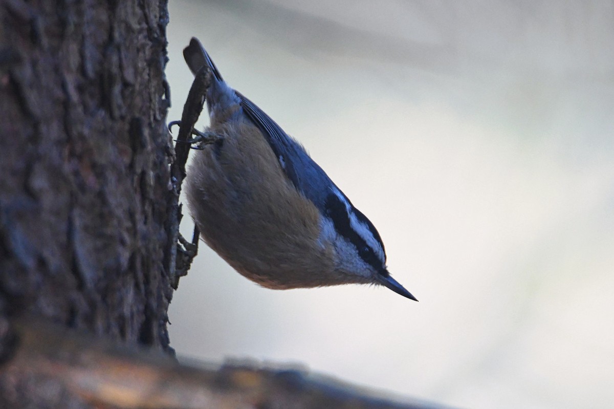 Red-breasted Nuthatch - Michael  Aronson