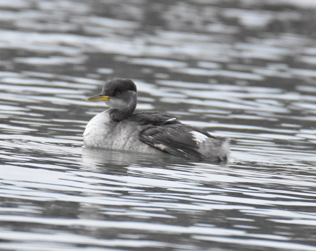 Red-necked Grebe - Andrew Gaerte