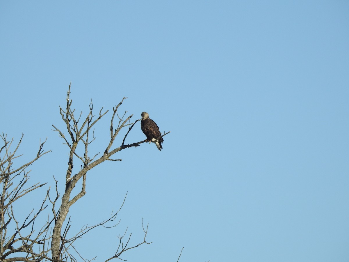 Weißkopf-Seeadler - ML293698041