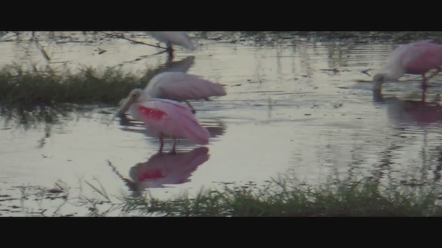 Roseate Spoonbill - ML293699211