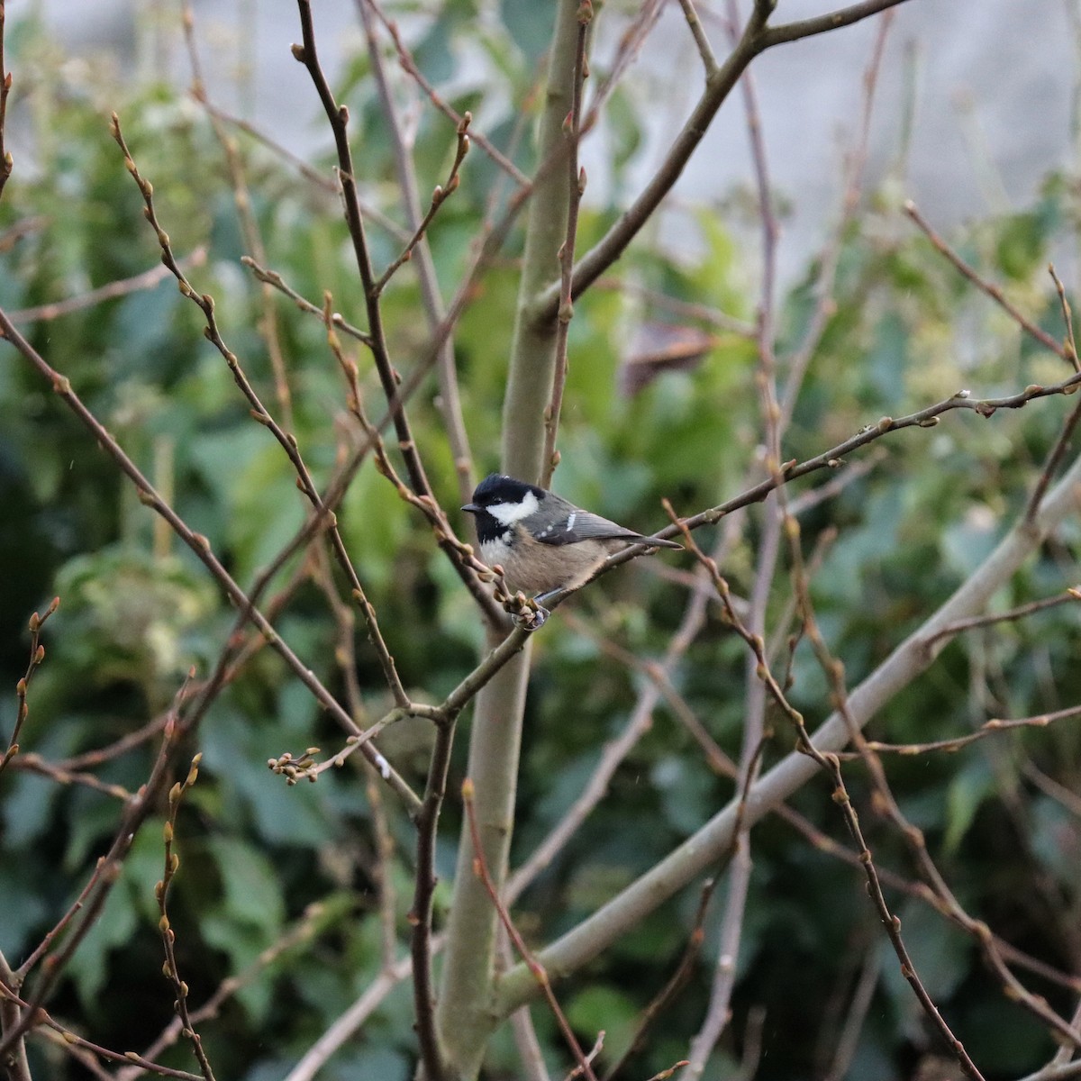 Coal Tit - Derek  O Driscoll