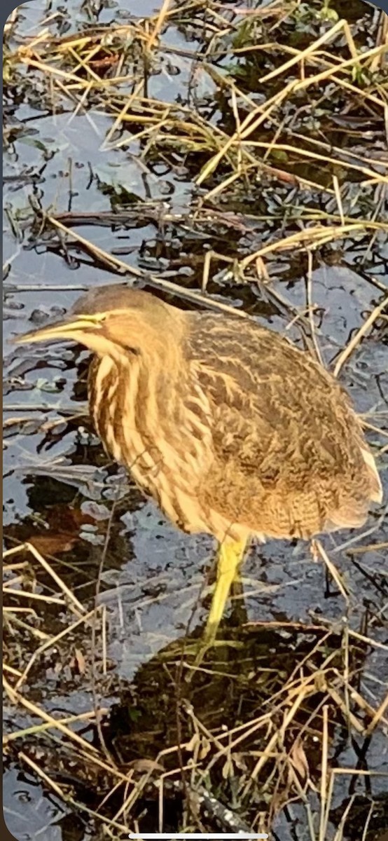 American Bittern - Kathy Miller