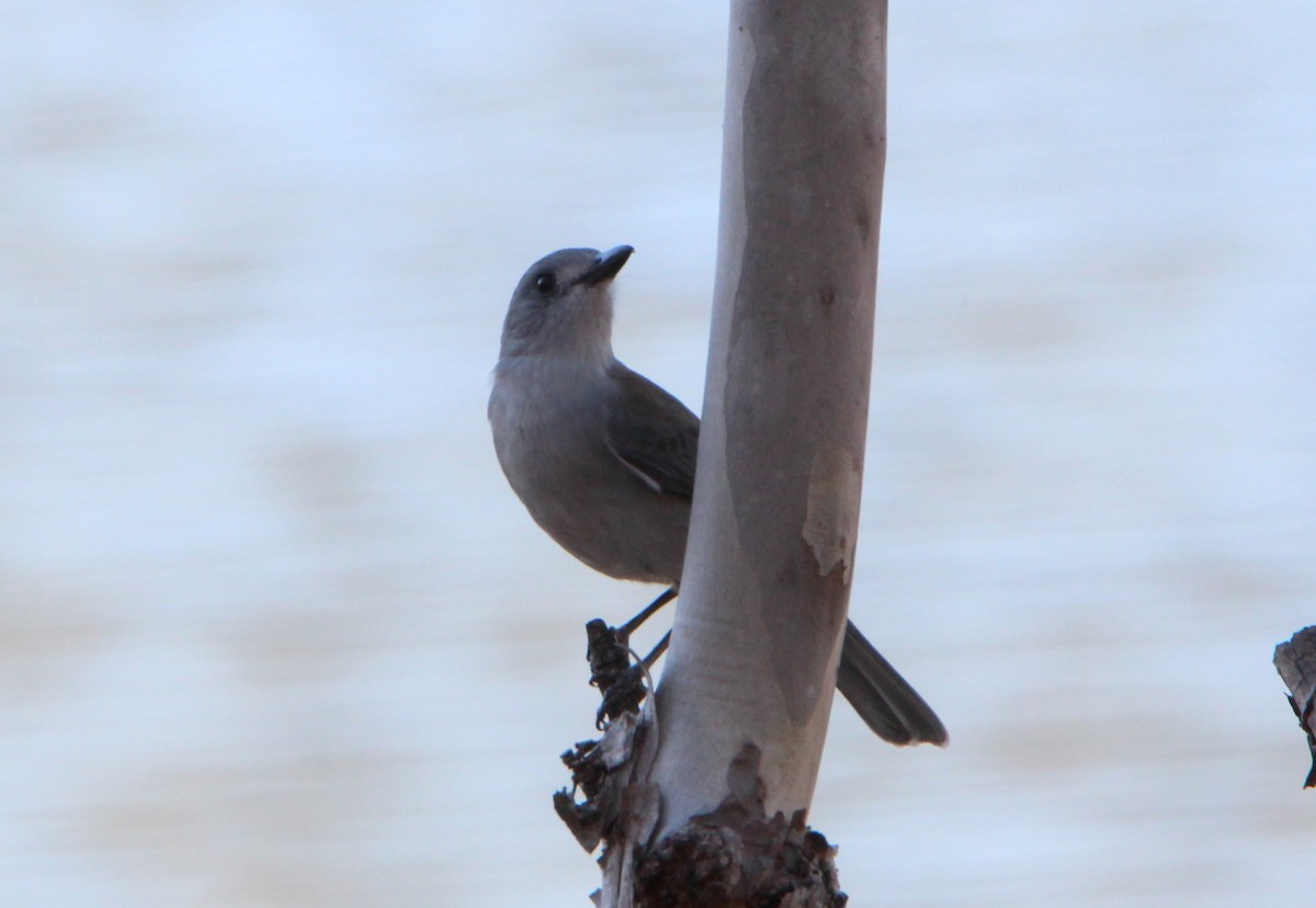 Gray Shrikethrush - ML29370291