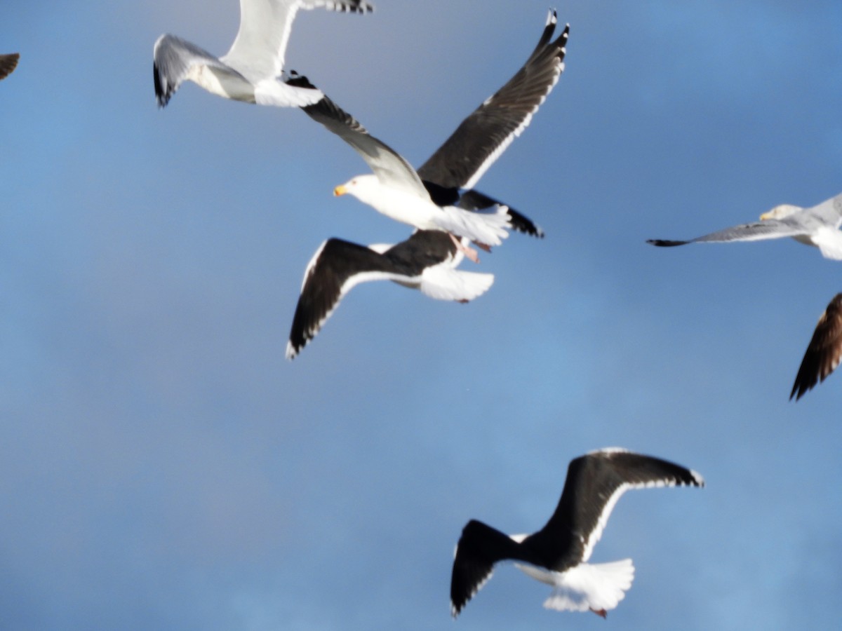 Great Black-backed Gull - ML293702991