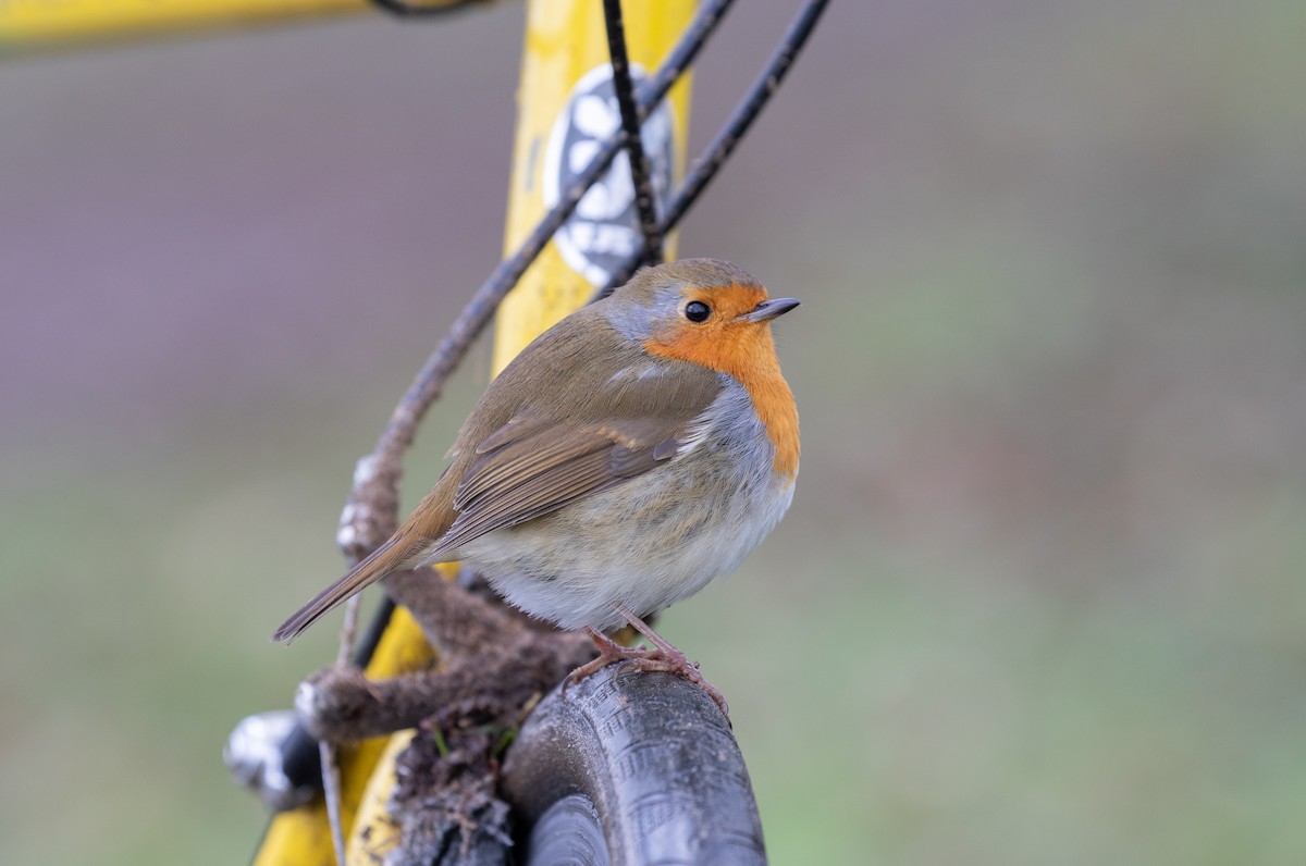 European Robin - ML293703411