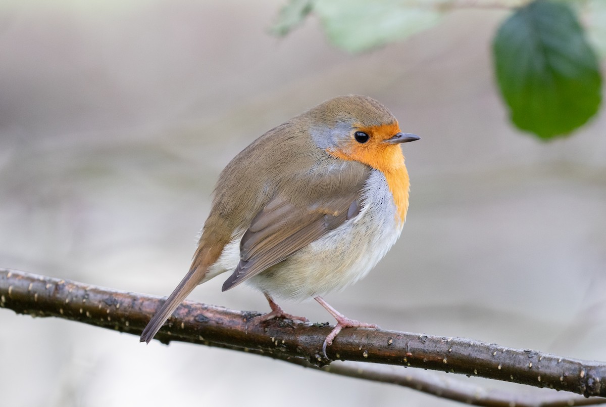 European Robin - ML293703531