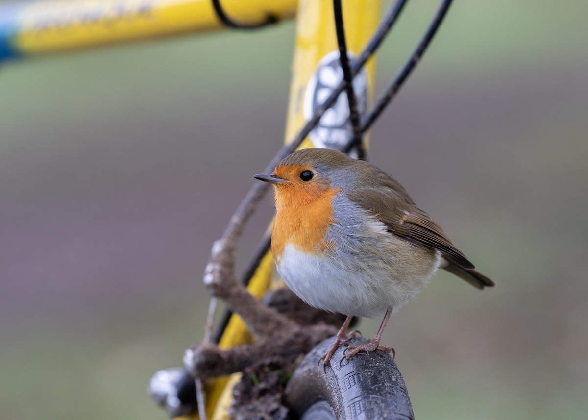 European Robin - ML293703541