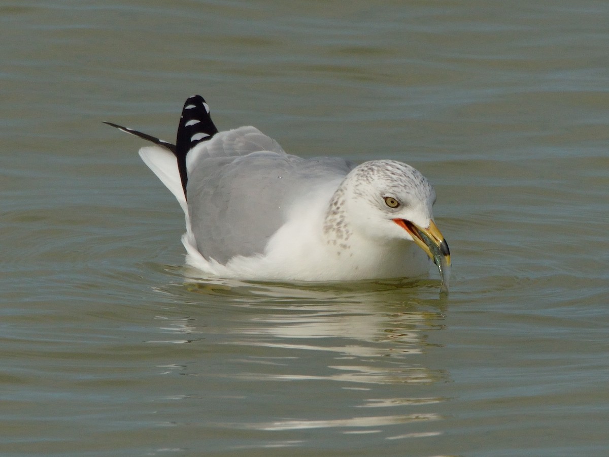 Ring-billed Gull - ML293705551