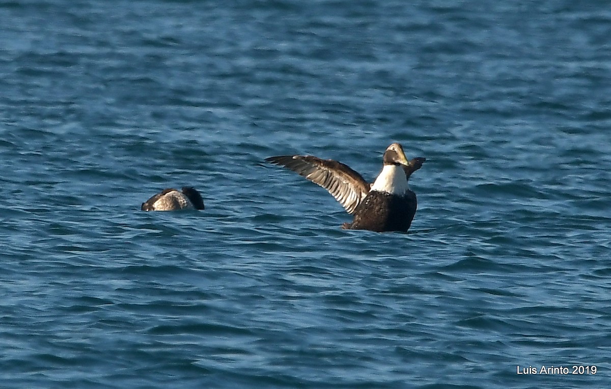 Eider arrunta - ML293707021