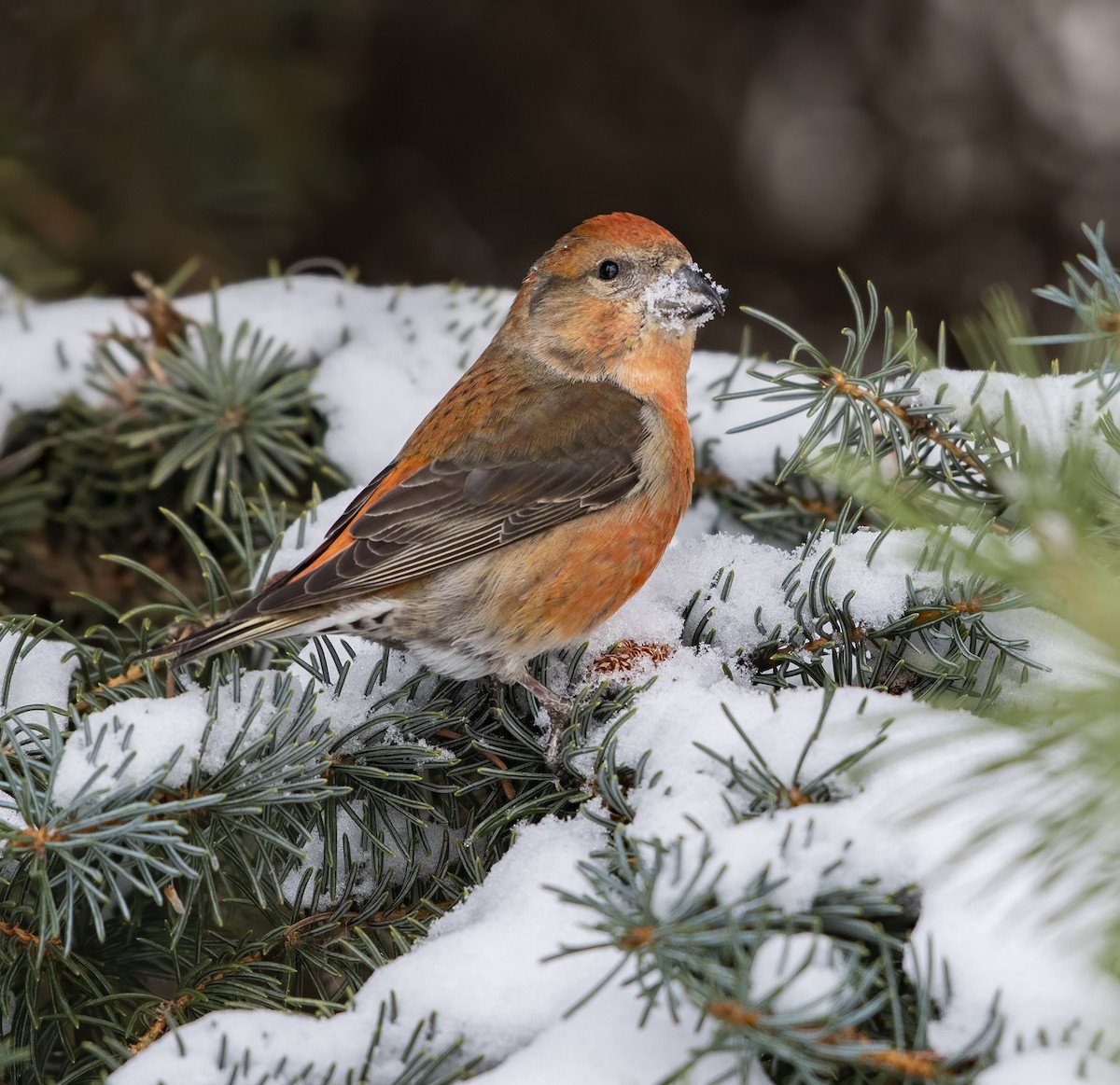 Red Crossbill - ML293709091