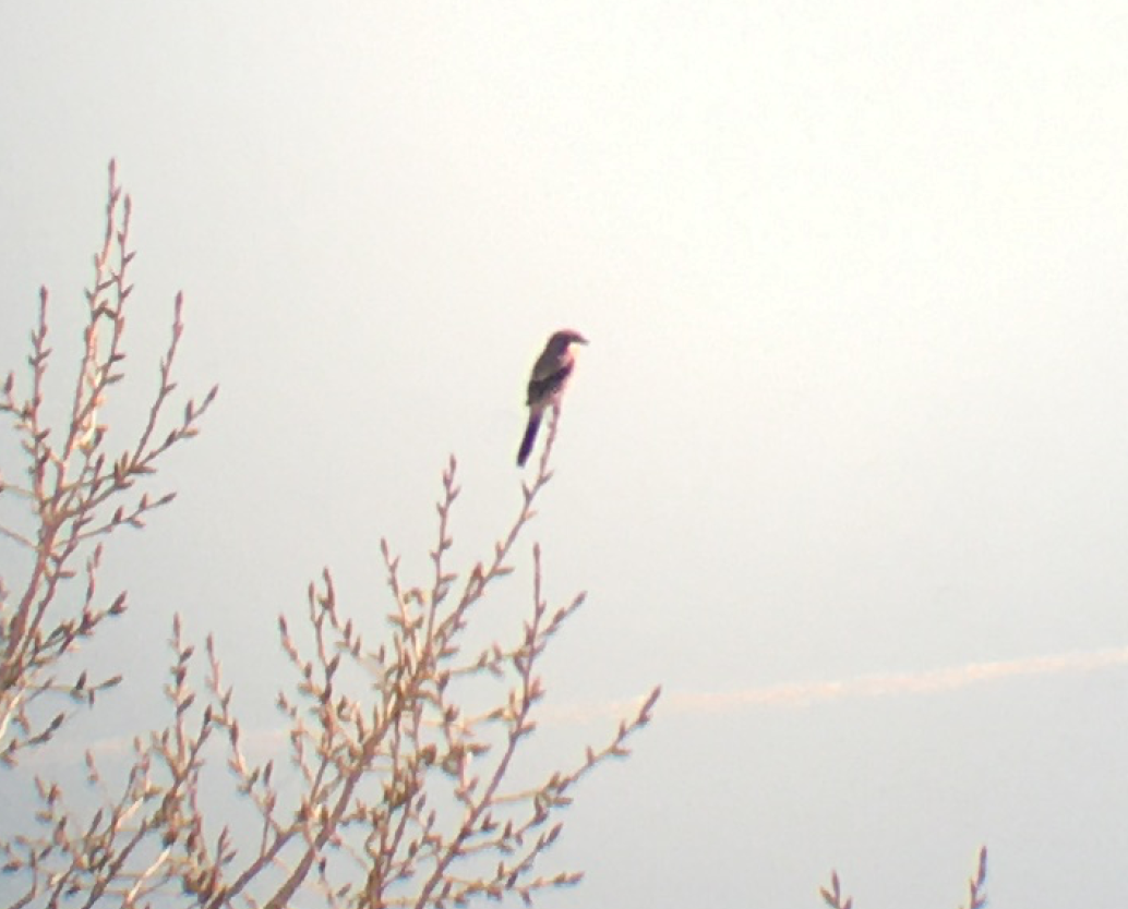 Loggerhead Shrike - ML293709211