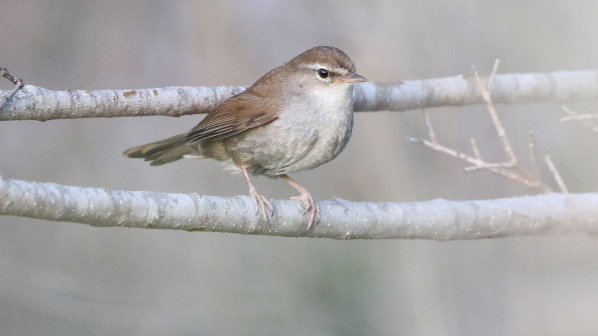 Cetti's Warbler - Daniel Jauvin