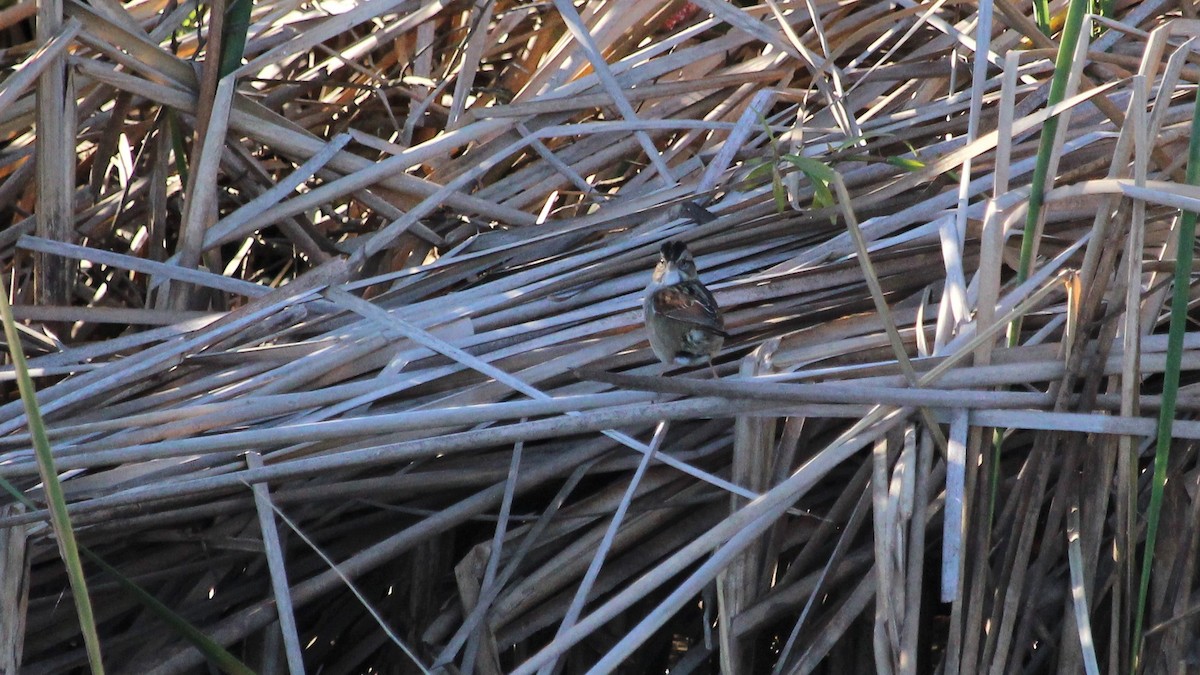 Swamp Sparrow - ML293710421