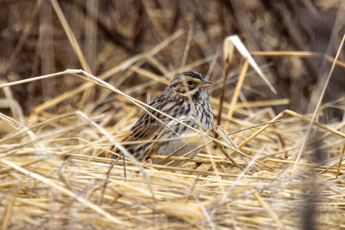 Savannah Sparrow - Dave Rodriguez