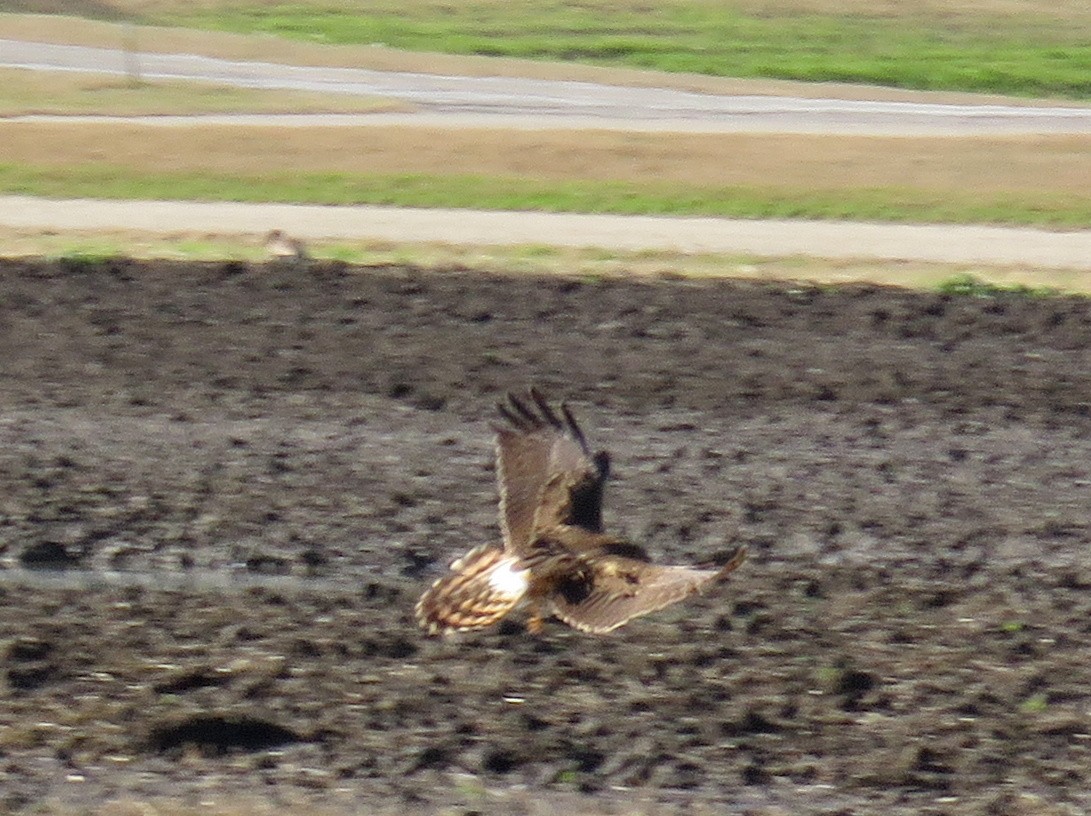 Northern Harrier - Tal Roberts