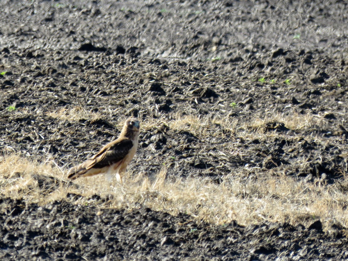 Northern Harrier - ML293711941