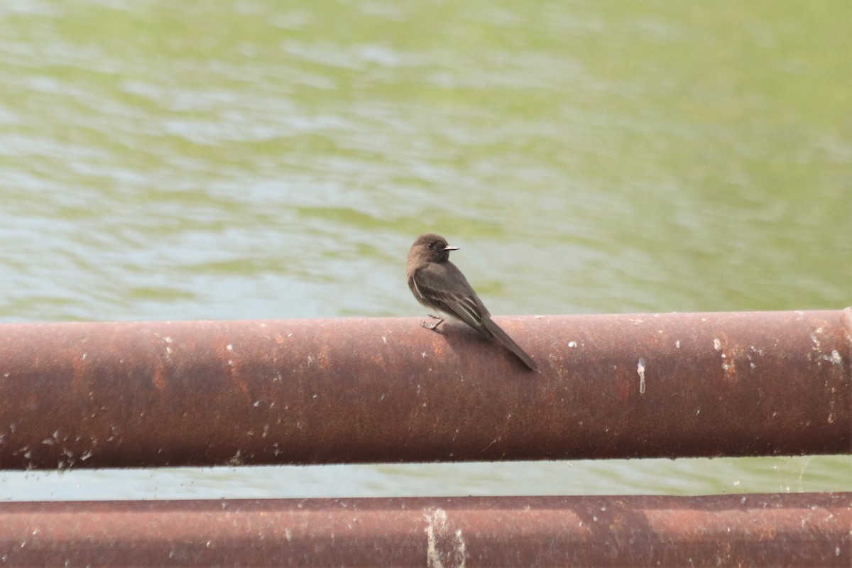 Black Phoebe - ML293712461