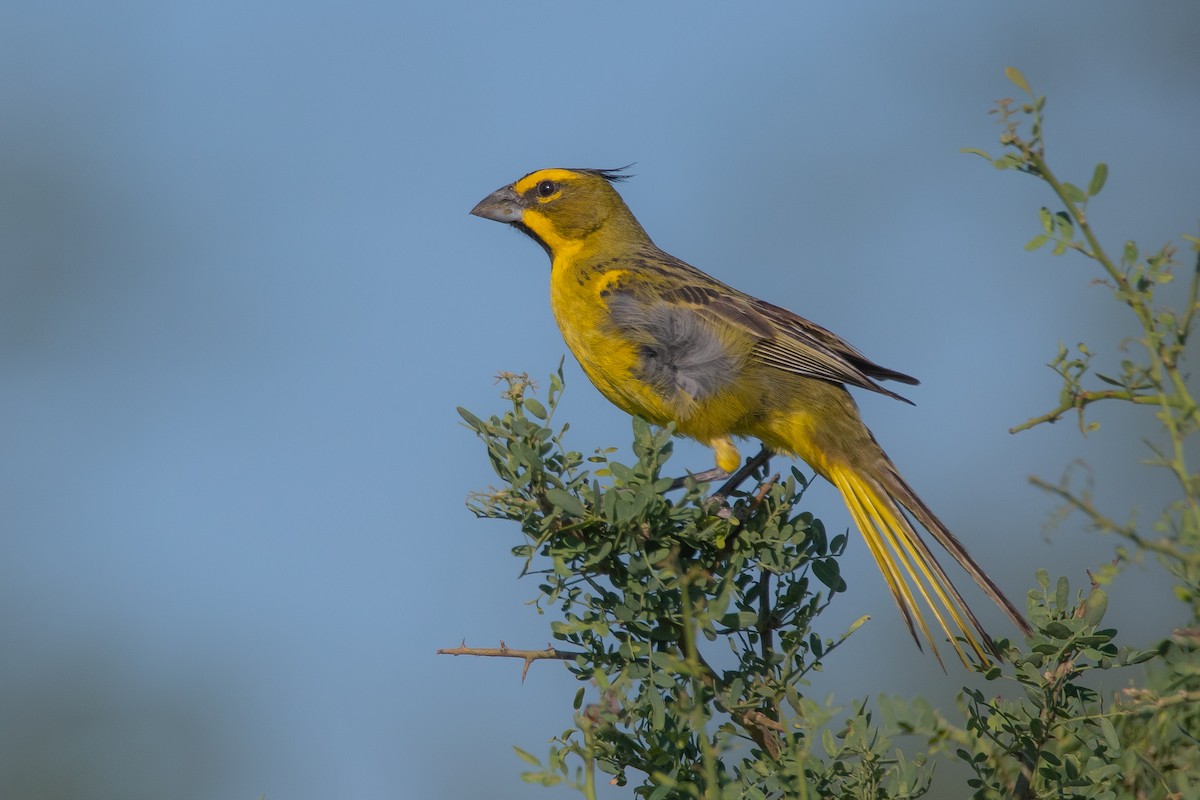 Yellow Cardinal - Pablo Re