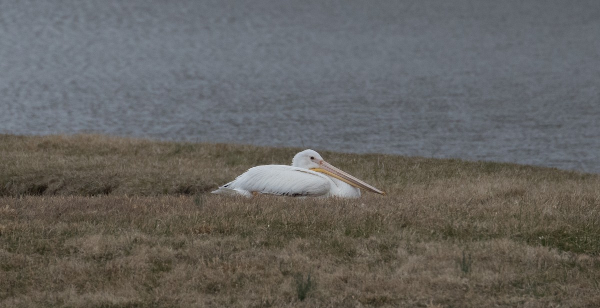 American White Pelican - ML293716211