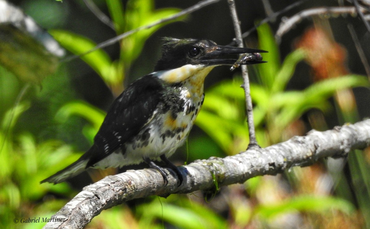 Green Kingfisher - ML293716701