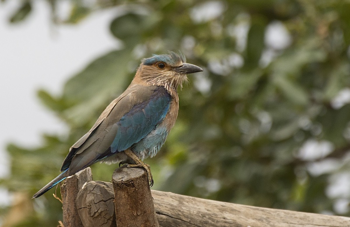 Indian Roller - Sathish Ramamoorthy