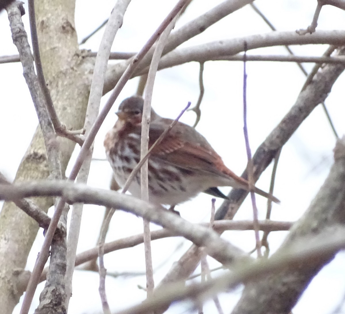 strnadec kaštanový (ssp. iliaca/zaboria) - ML293718211