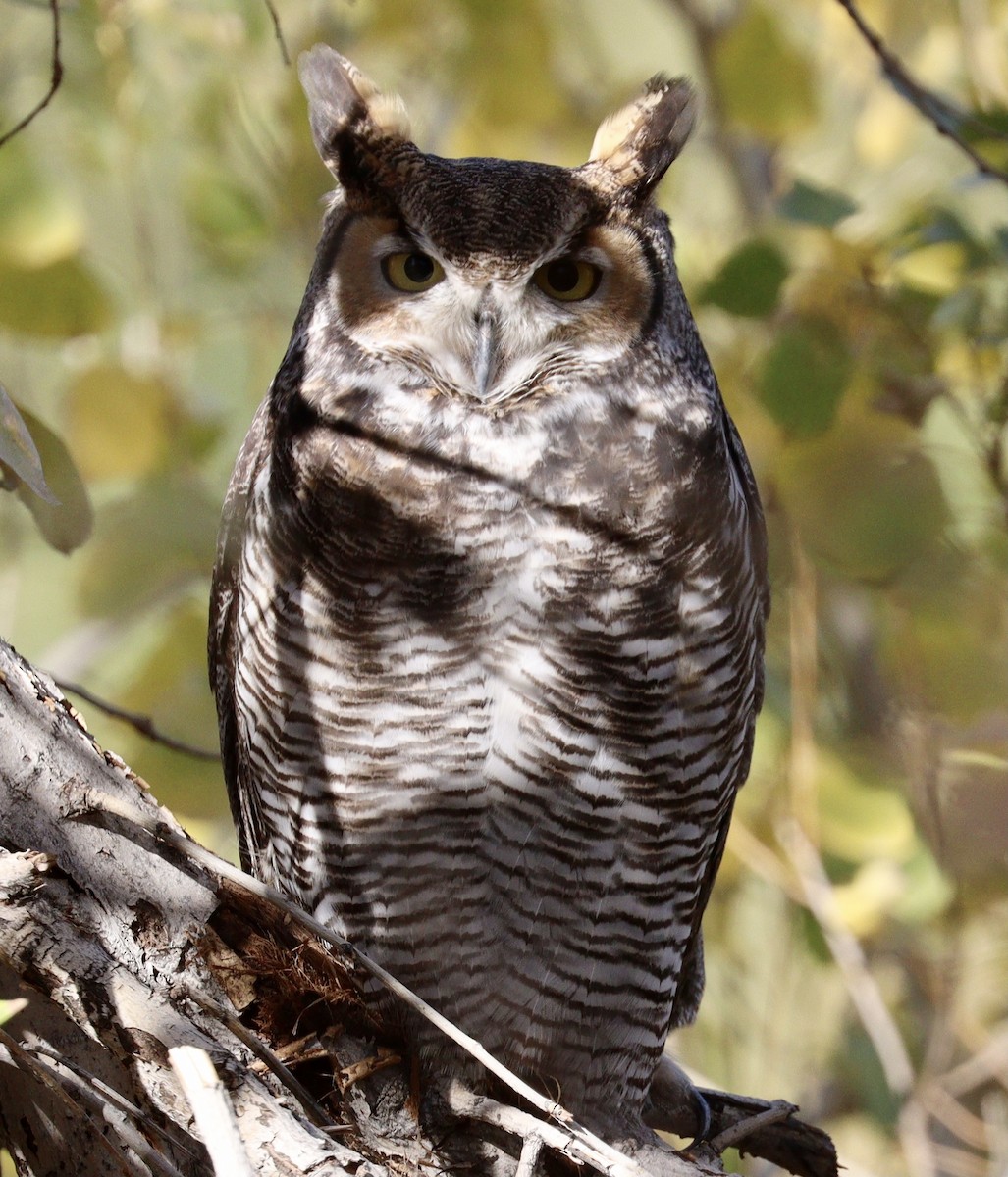 Great Horned Owl - Jill Casperson
