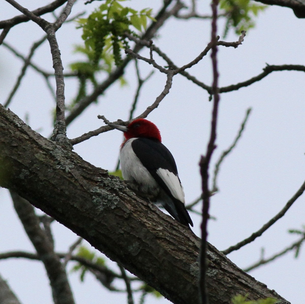 Red-headed Woodpecker - ML29372011