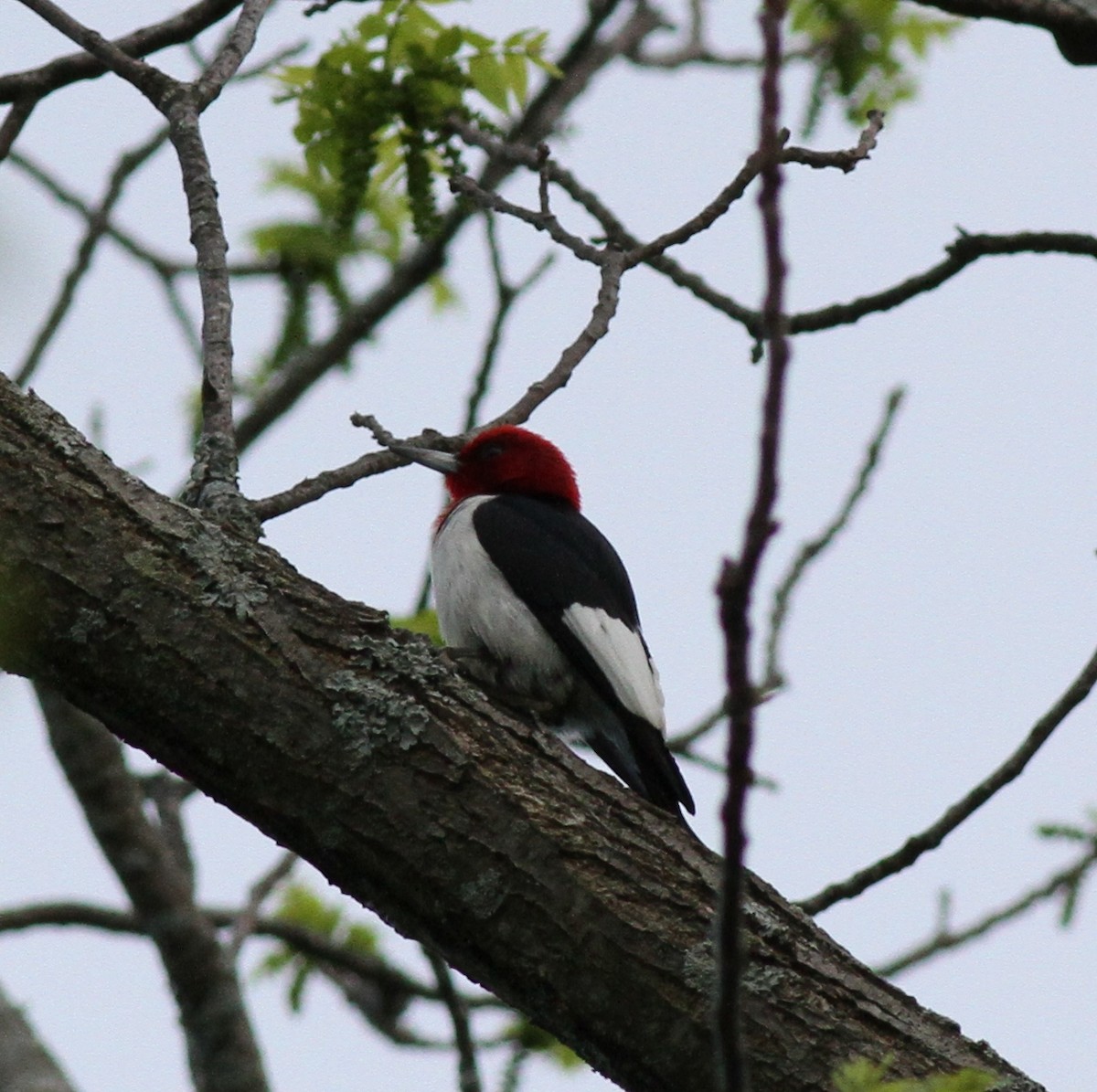 Pic à tête rouge - ML29372011