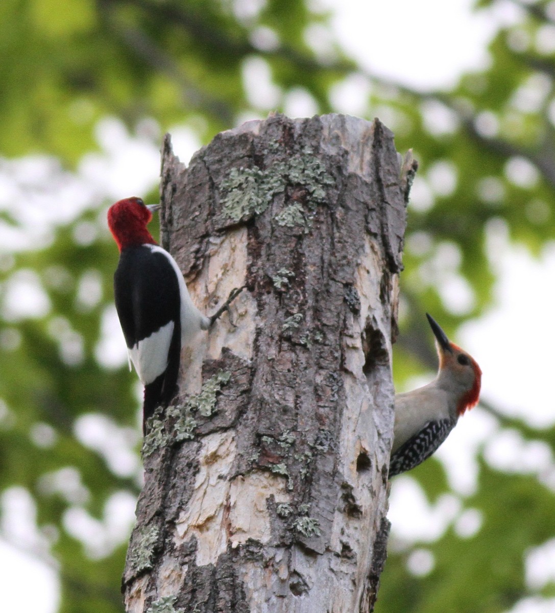 Pic à tête rouge - ML29372021