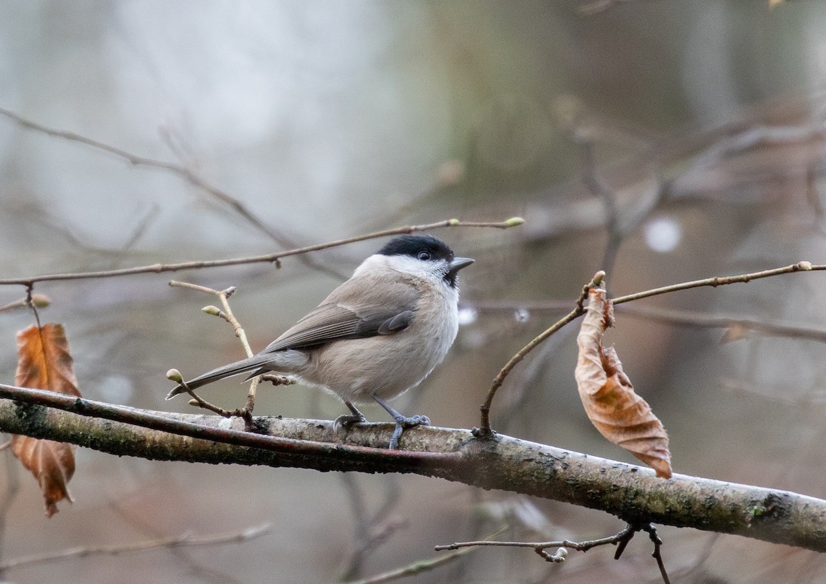 Marsh Tit - ML293721271