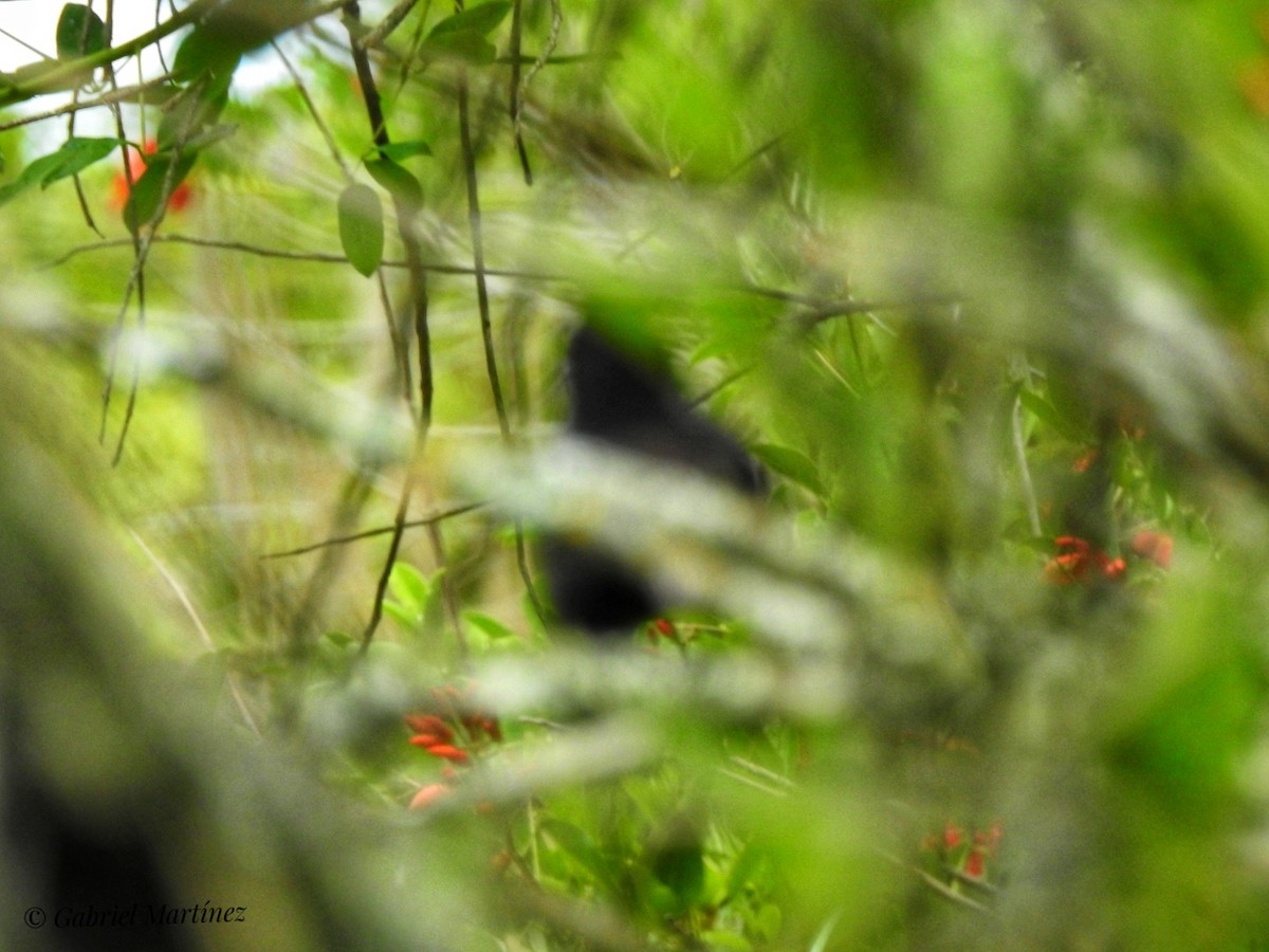 Solitary Black Cacique - ML293721691