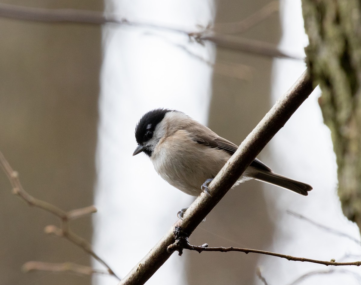 Marsh Tit - ML293721771