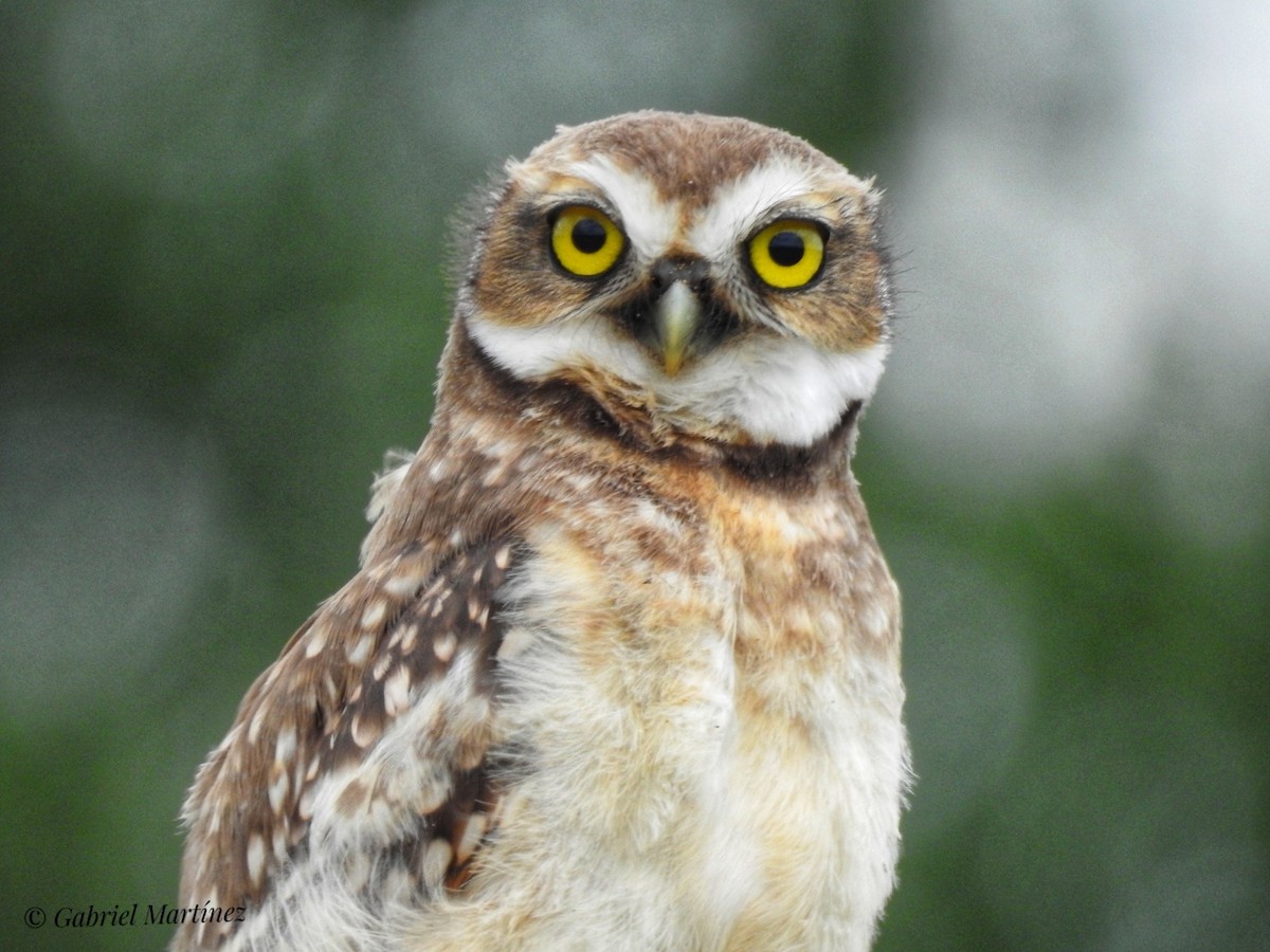 Burrowing Owl - ML293721911