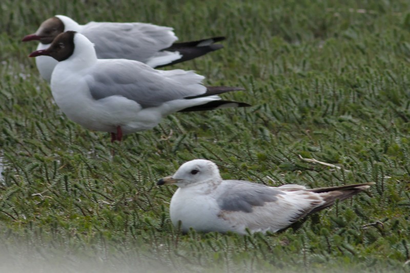 Goéland cendré (kamtschatschensis) - ML29372261