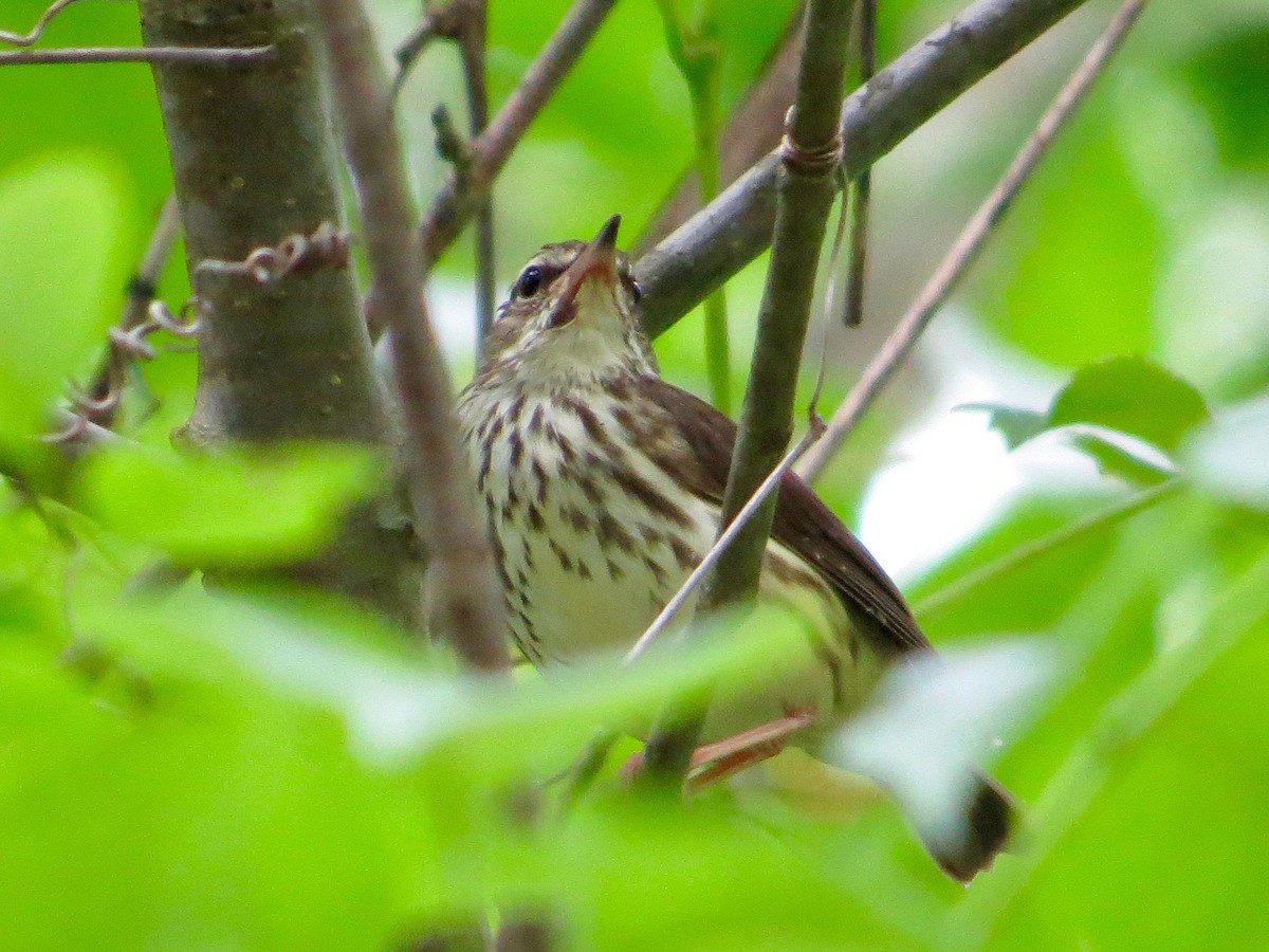 Louisiana Waterthrush - ML29372391