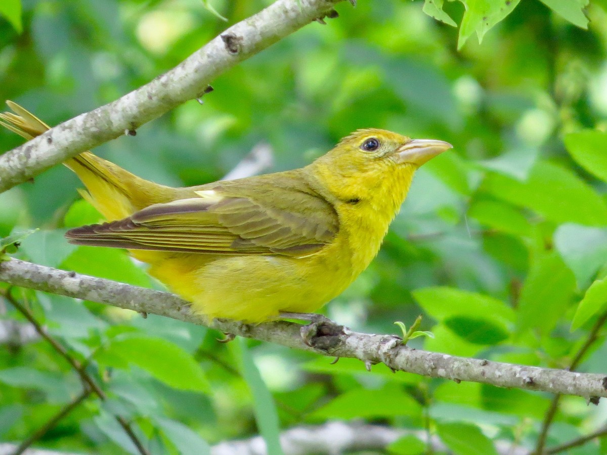 Summer Tanager - ML29372401