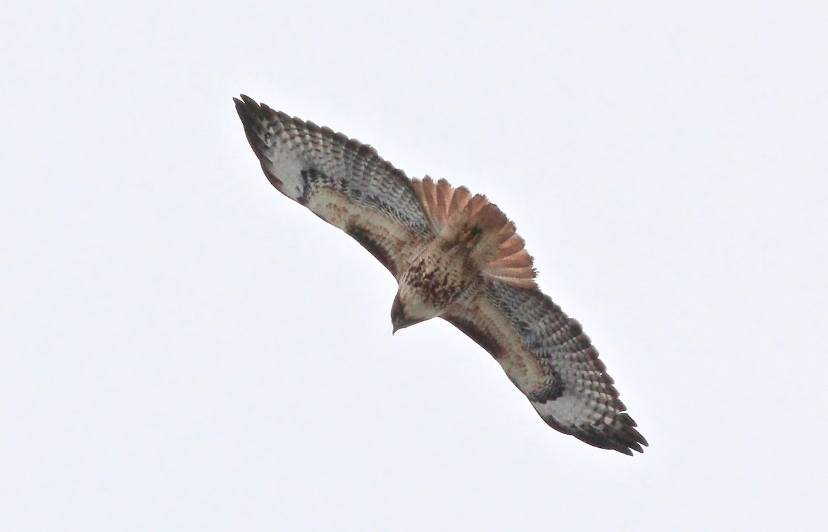 Red-tailed Hawk - ML293724151