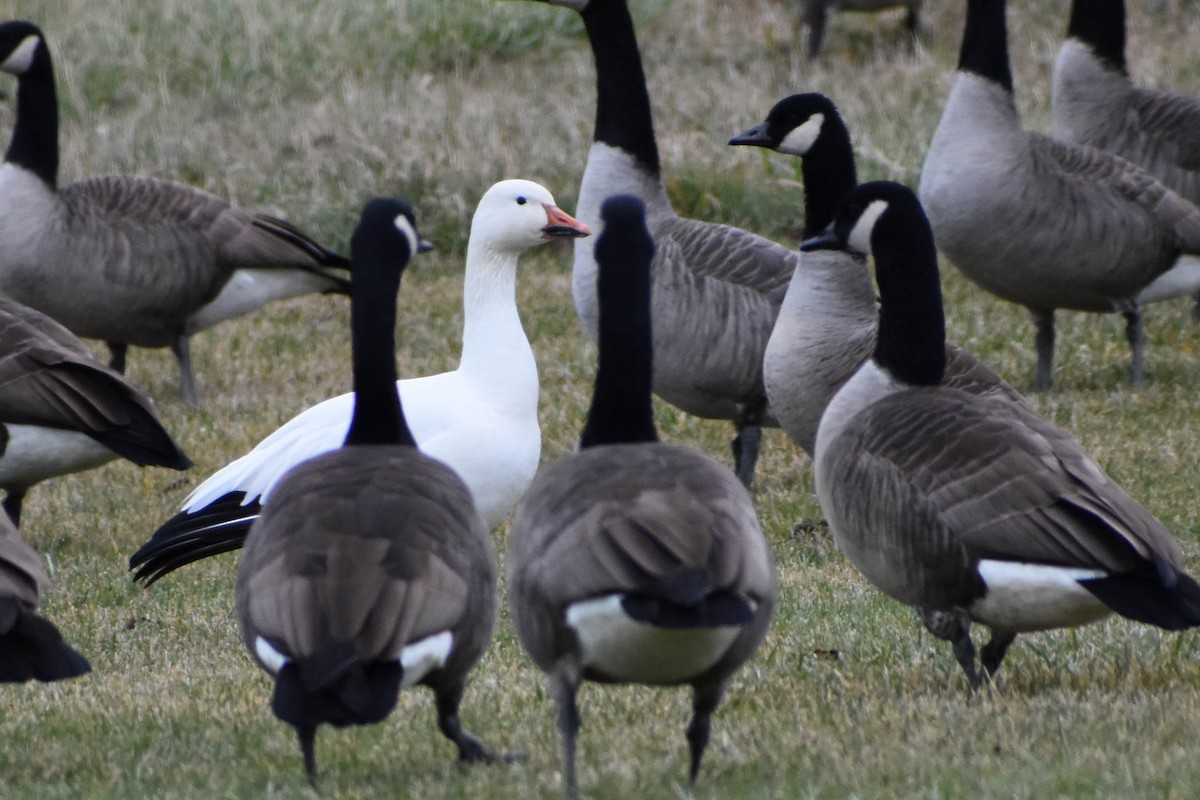 Snow Goose - Andrea Heine