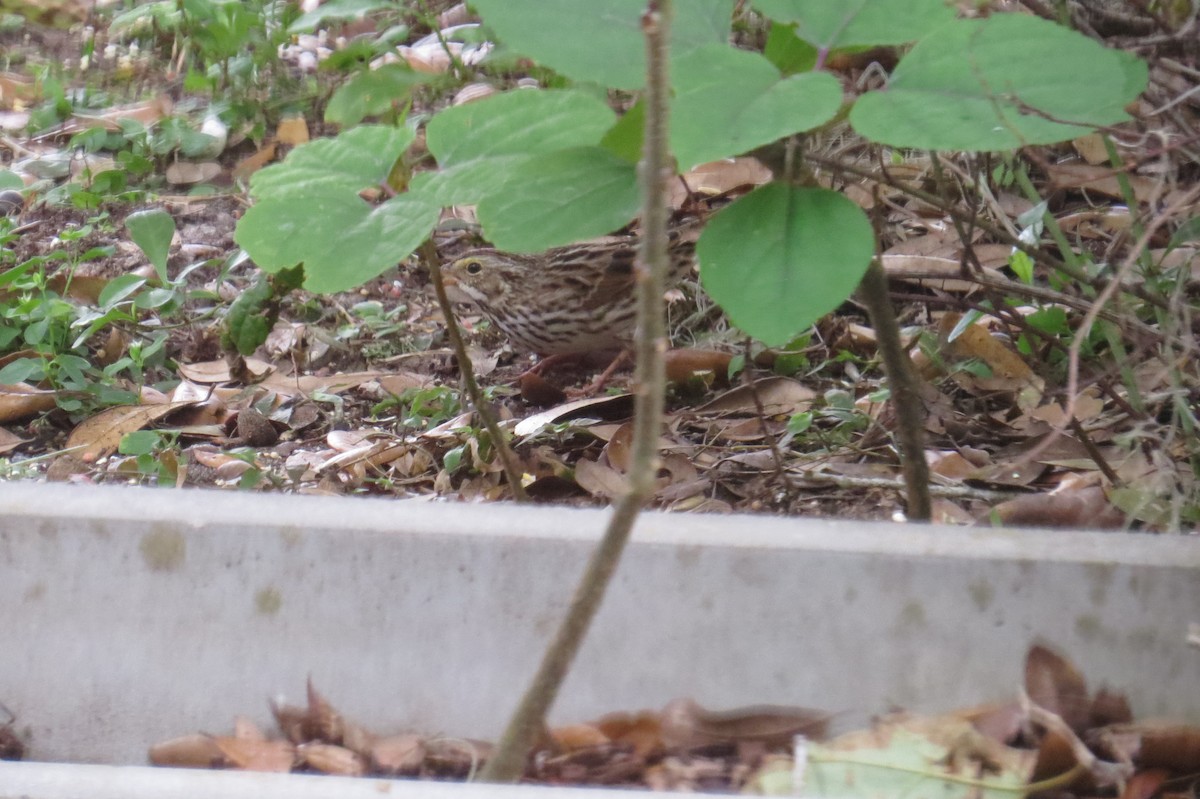 Savannah Sparrow - ML293725751