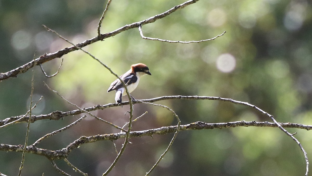 Woodchat Shrike - ML29372721