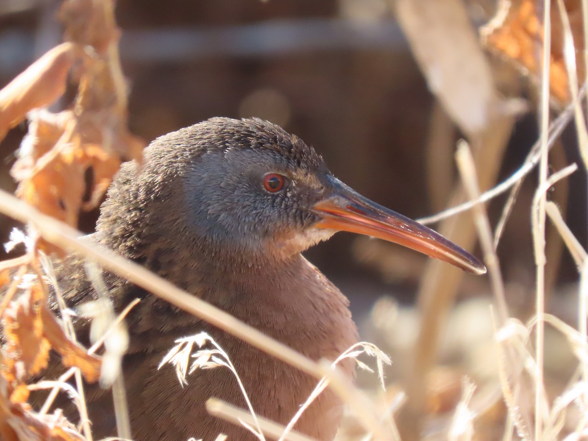 Virginia Rail - ML293731611