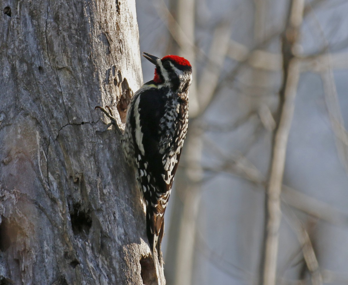 Yellow-bellied Sapsucker - ML29373181