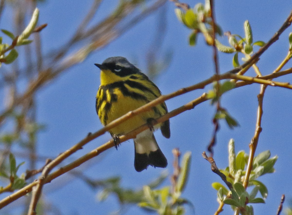 Magnolia Warbler - ML29373211