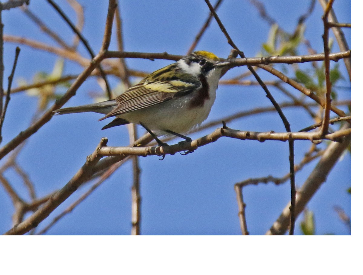 Chestnut-sided Warbler - ML29373221