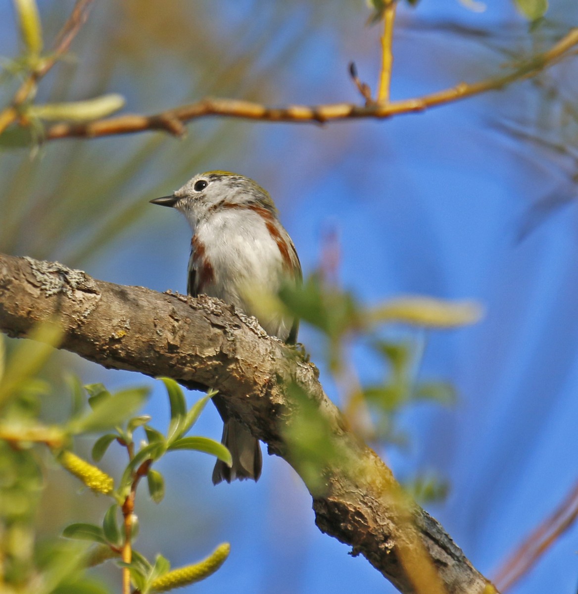 Chestnut-sided Warbler - ML29373231