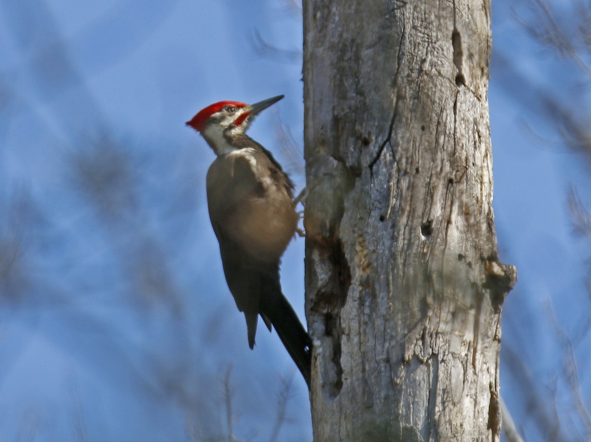 Pileated Woodpecker - ML29373261