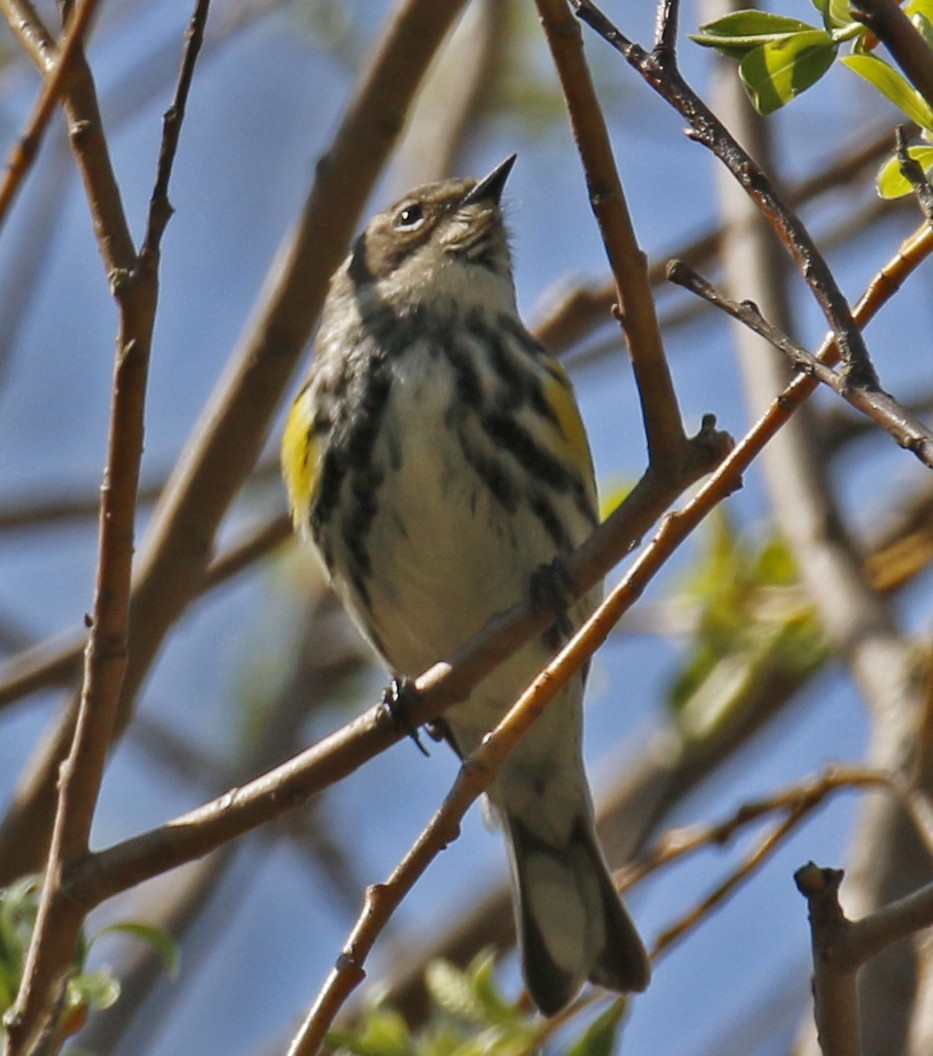 Yellow-rumped Warbler - ML29373341